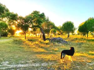 Ein schwarzer Hund steht auf einem Feld mit Bäumen in der Unterkunft Casas Herdade do Convento da Serra in Almeirim