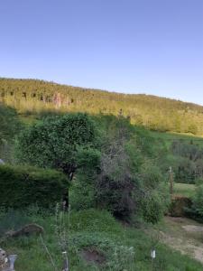 uma colina verde com arbustos e árvores sobre ela em Maison authentique en pierre apparente en montagne dans le c antal em Thiézac