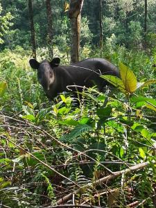 eine schwarze Kuh, die im Gras im Wald liegt in der Unterkunft Boca Tapada Lodge in Boca Tapada