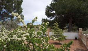A garden outside Casa de Pascual