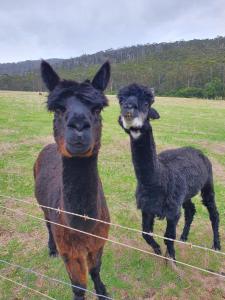 two black and brown llamas standing next to a fence at Little River Farm Cottages in Denmark