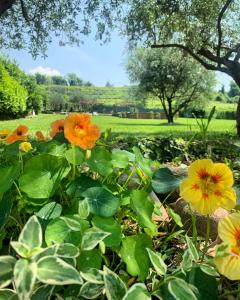 A garden outside Relais Valpolicella B&B