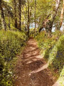 ein Feldweg mit Bäumen und blauen Blumen darauf in der Unterkunft Chambre/studio douillet en rez-de -jardin in Lannilis