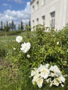 Zahrada ubytování Villa Bellagio Amboise by Popinns