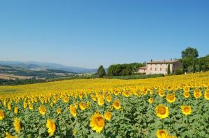 a field of sunflowers with a house in the background at Agriturismo Casale Dei Frontini in San Terenziano