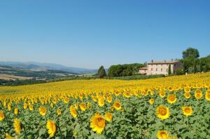 un campo di girasoli con una casa sullo sfondo di Agriturismo Casale Dei Frontini a San Terenziano