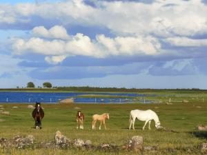 um grupo de cavalos a pastar num campo em Tika Farmstay em Kõrkvere