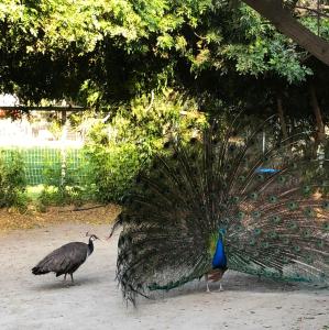 Foto dalla galleria di The Pony Experience; Glamping with Private Petting Zoo a Temecula