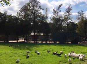 Foto dalla galleria di The Pony Experience; Glamping with Private Petting Zoo a Temecula