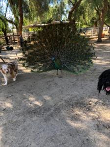 Foto dalla galleria di The Pony Experience; Glamping with Private Petting Zoo a Temecula