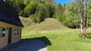 Peisaj natural din apropierea acestei case de vacanță