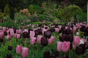 a field of pink and purple tulips in a garden at Cashel House Hotel in Roundstone
