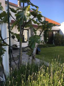 Zahrada ubytování A La Dolce Vita