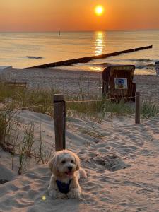 Ein Hund sitzt im Sand am Strand in der Unterkunft Residenz Lausitz - Apartments für Urlaub mit Hund in Graal-Müritz