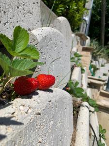 A garden outside Casa Sofia