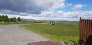 a cow standing in the grass next to a road at Skálinn between Gullfoss and Geysir - Myrkholt Farm in Haukadalur