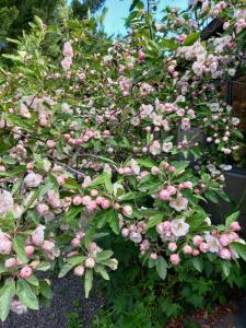 un arbusto florido con flores rosas en un jardín en Appleyard, en Kinloch