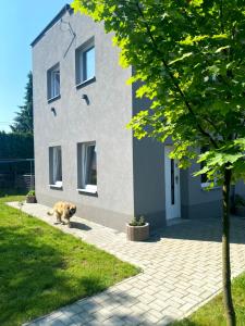 a dog walking in front of a building at Bed and breakfast Slezská Siesta in Chlebičov