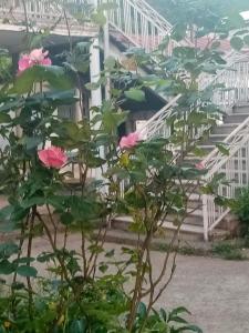 Taman di luar Guest House Knarik