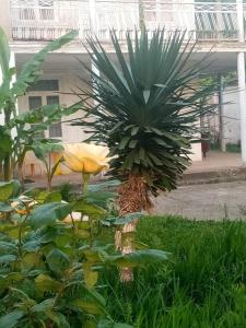 Taman di luar Guest House Knarik