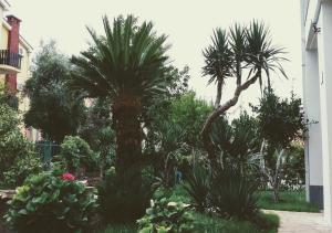 einen Garten mit Palmen und anderen Pflanzen in der Unterkunft Guest House Djonovic in Petrovac na Moru