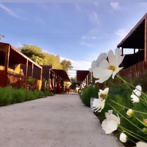 Gallery image of Violet Village in Borsh