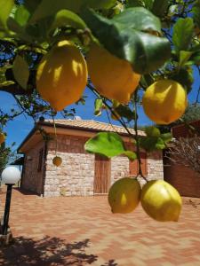 a bunch of oranges hanging from a tree at Villa Verde in Cefalù