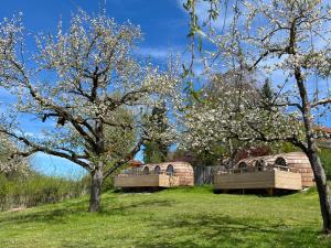 two trees with white flowers in a field with buildings at IGLUCAMPING Allgäu-Bodensee in Wangen im Allgäu