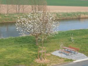 un árbol con flores blancas junto a un banco en Ferienwohnung-Pension Werrablick, en Witzenhausen