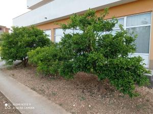 Zahrada ubytování Apartmani Barišić