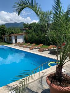 a palm tree in a pot next to a swimming pool at Isev Kvareli in Kvareli