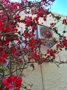 Fotografie z fotogalerie ubytování Villa Cino v destinaci Punta Prosciutto