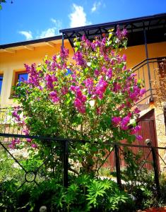 a tree with purple flowers in front of a building at Paradise garden in Sarajevo