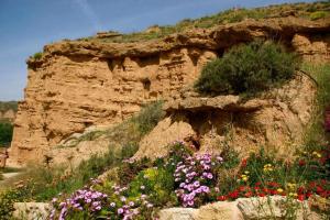 a bunch of flowers in front of a rock cliff at Hábitat Troglodita Almagruz in Purullena