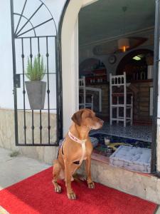 Domáce zviera alebo zvieratá hostí v ubytovaní El Chili Boutique Hotel