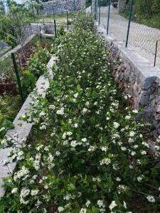 a garden filled with white flowers next to a fence at Apartman Aronia in Kotor