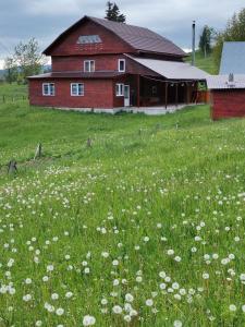 a field of flowers in front of a red barn at Cabana Elena in Gîrda de Sus