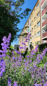 Vonkajšia záhrada v ubytovaní Apartament Sunwave Władysławowo