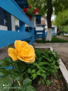 Imagem da galeria de Pensiunea Cristian em Murighiol