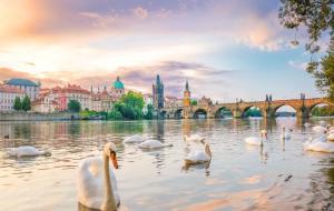 a group of swans in the water in front of a city at White Swan Boutique Apartments in Prague