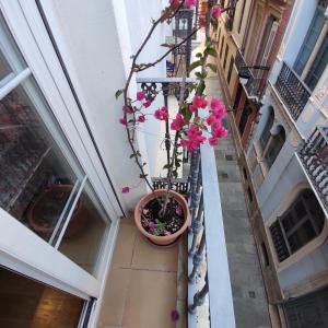 eine Topfpflanze auf dem Balkon eines Gebäudes in der Unterkunft Málaga Centro in Málaga