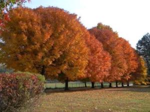 a row of trees with colorful leaves on them at Folkestone Inn in Bryson City