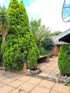 a group of trees and bushes on a patio at Baraka House in Midrand