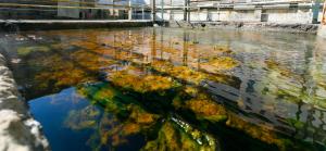 a body of water with trees in it at Hotel Quisisana Terme in Abano Terme
