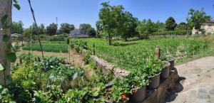a garden with lettuce and other crops in a field at Quinta do Gestal - Soutelo in Vila Verde