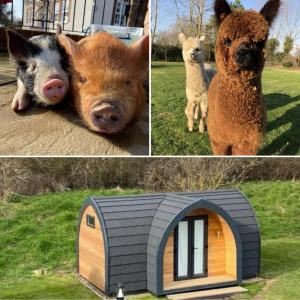 três fotos diferentes de porcos e uma casa de cachorro em The Piggery Pod em Sittingbourne