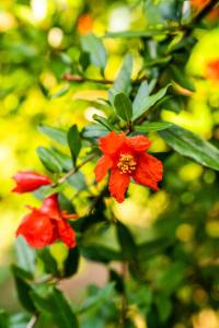 Ảnh trong thư viện ảnh của Ikiz Villas ở Çıralı