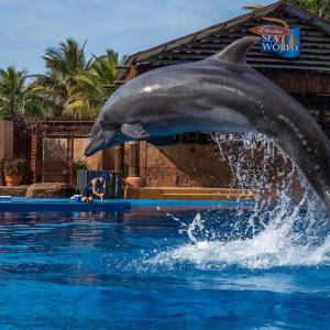 Ein Delfin springt im Pool aus dem Wasser in der Unterkunft Bayside Hotel & Self Catering 110 West Street in Durban