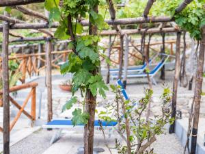 a group of chairs and a tree with green leaves at Albergo Diffuso Bacco Furore in Furore