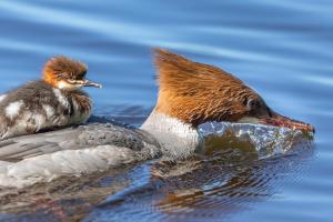 a couple of birds swimming in the water at Haltia Lake Lodge nature boutique hotel & glamping in Espoo